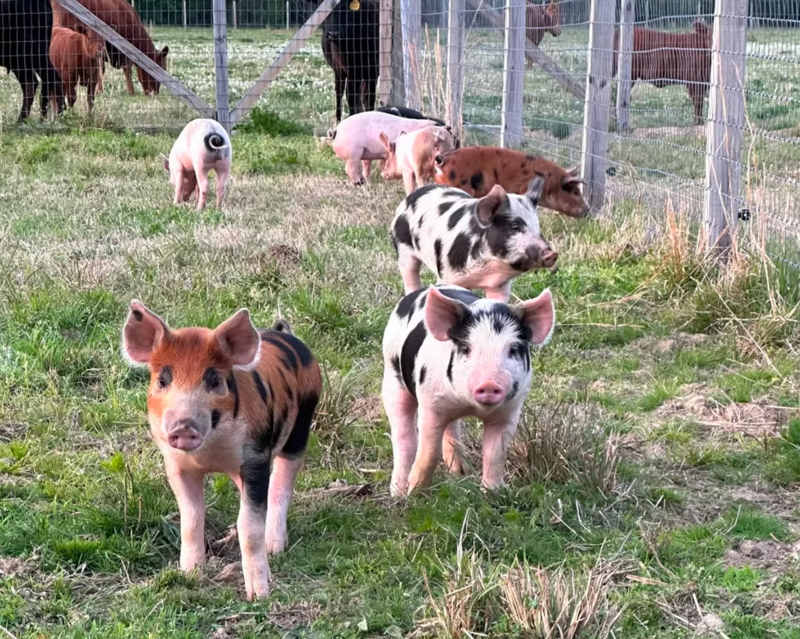 Berkshire Piggies