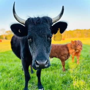 Homepage Gallery Image 2