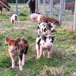 Homepage Gallery Image 3