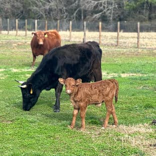 Homepage Gallery Image 4