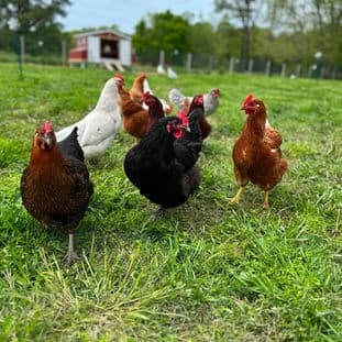 Homepage Gallery Image 7