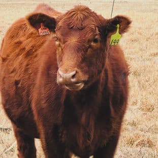 Homepage Gallery Image 8