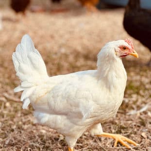 Homepage Gallery Image 9