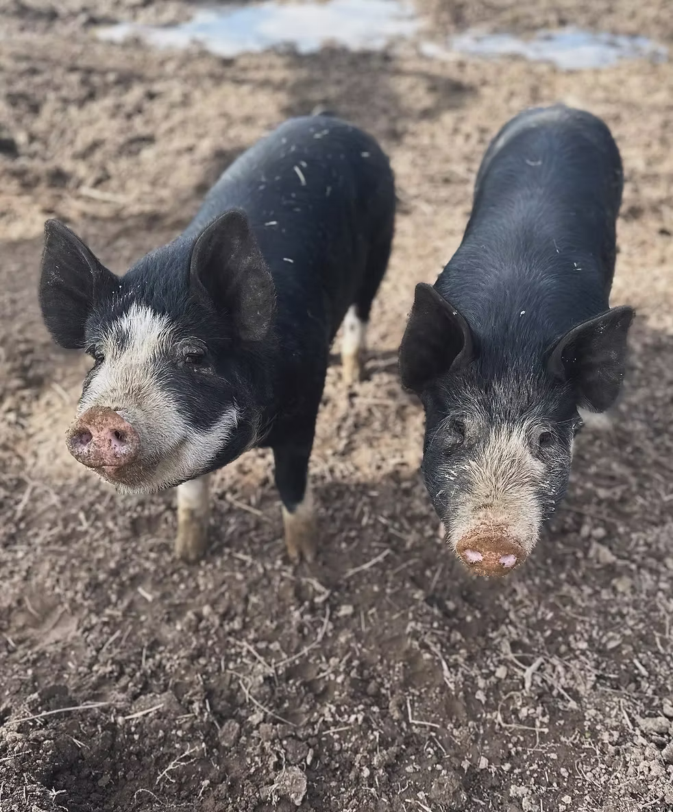 Berkshire Pigs