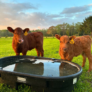 Homepage Gallery Image 6